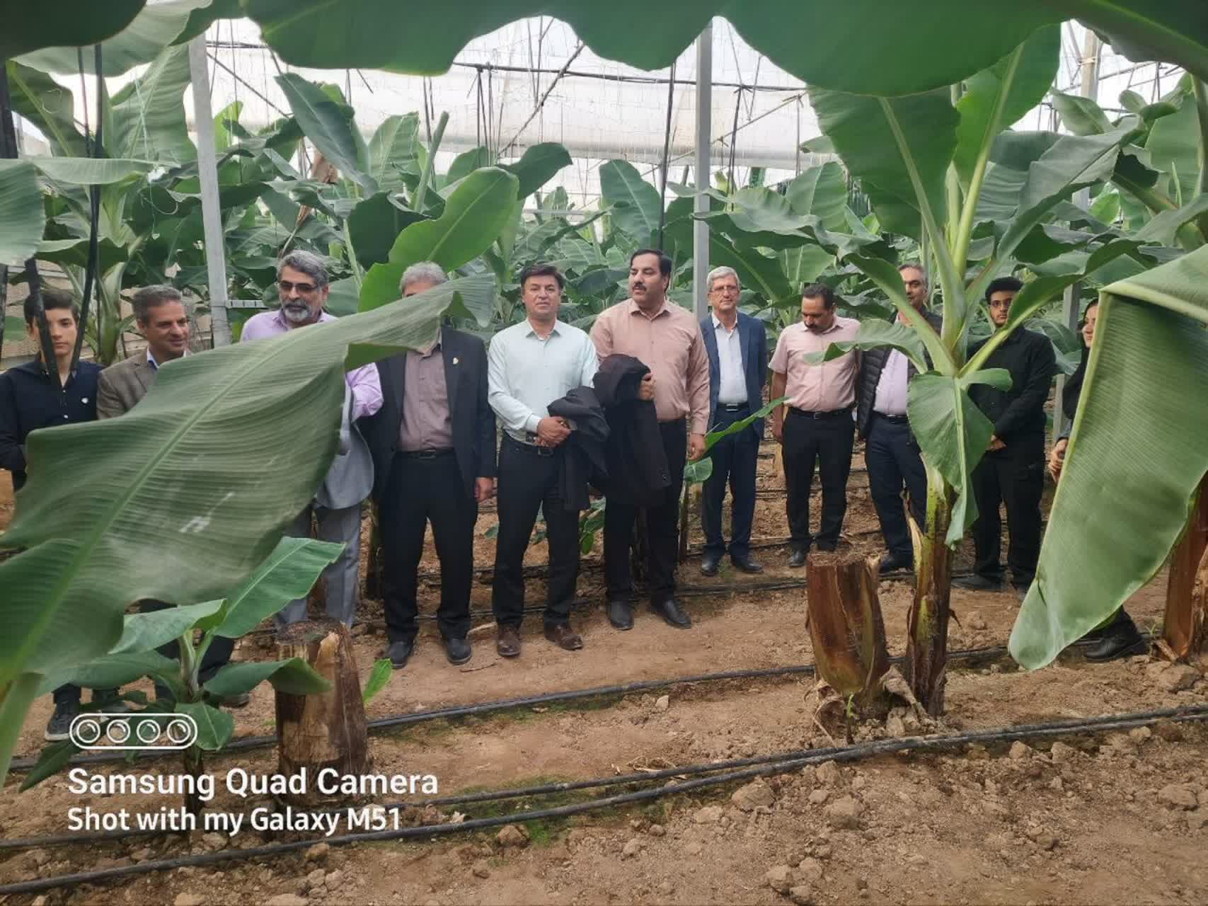 بازدید از گلخانه های پیشرفته استان